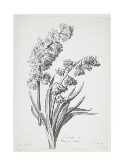 Jacinthe Double From Fleurs Dessinees Dapres Nature C 1800