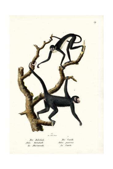 Long Haired Spider Monkey 1824 Giclee Print By Karl Joseph