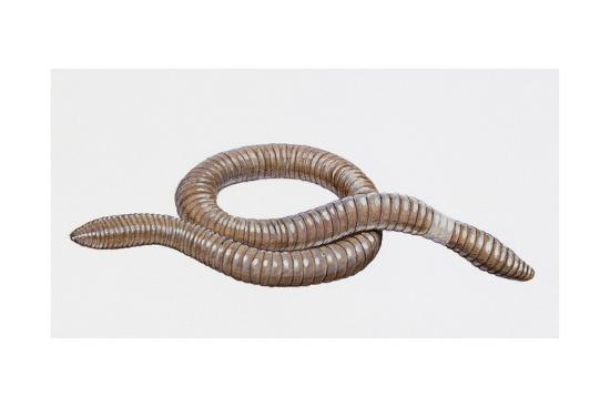 Giant Australian Worm or Giant Gippsland Earthworm ...