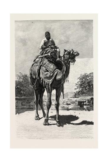 Camel rider essay 04 image
