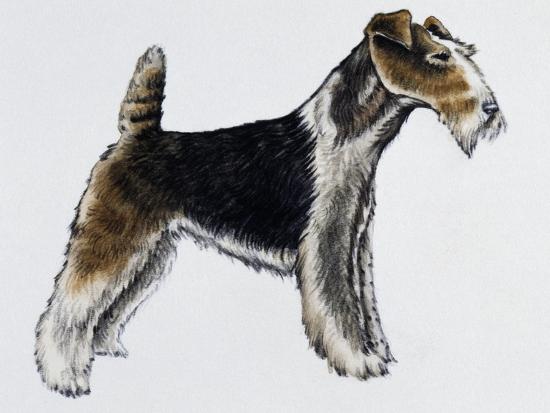 Download 'Wire Fox Terrier (Canis Lupus), Canidae, Drawing' Giclee Print - | AllPosters.com