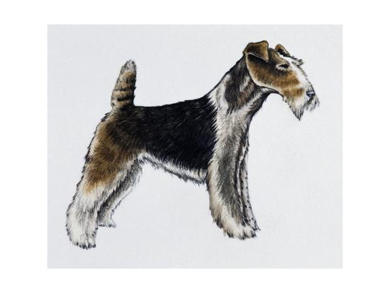 Download 'Wire Fox Terrier (Canis Lupus), Canidae, Drawing' Giclee Print - | AllPosters.com