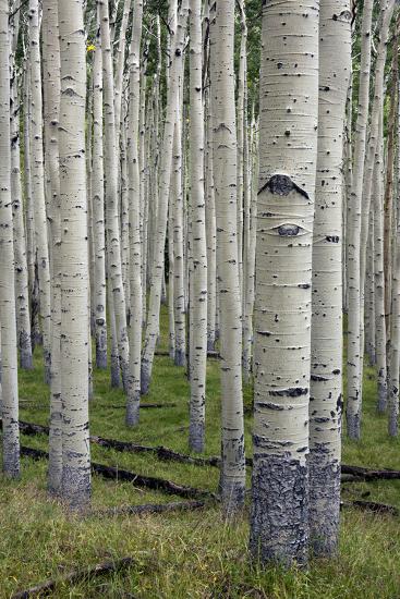 aspen trees along the