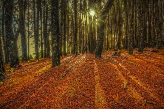 Pine Forest Floor At Makakupaia In The Kamakou Preserve Of Nature Conservancy Photographic Print Richard Cooke Iii Allposters Com
