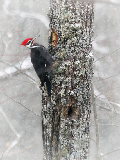 View Pileated Woodpecker Size Comparison PNG | angelinajoliecoolsagt