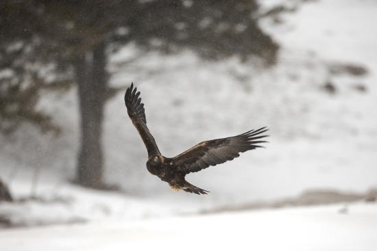 A Golden Eagle Aquila Chrysaetos Flying Through A Snowy Landscape