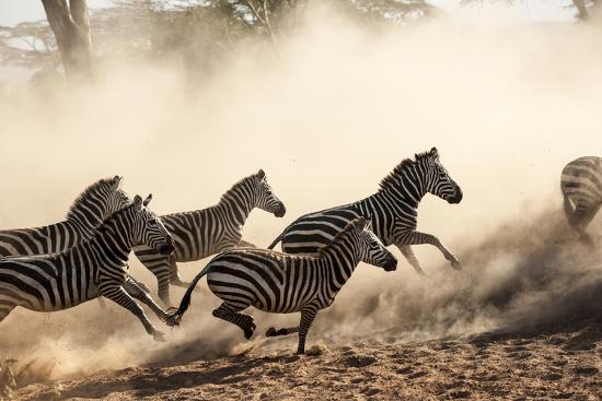 A Herd Of Running Zebra In The Serengeti Photographic Print By