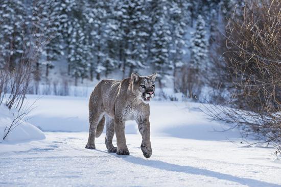 Mountain Lion Puma Cougar Puma Concolor Montana United States Of America North America - 