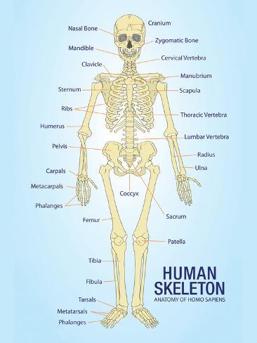 Human Skeleton Bones Chart