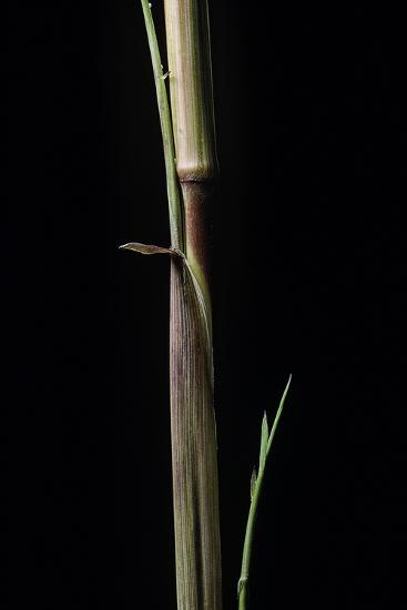 Phyllostachys Aureosulcata Aureocaulis