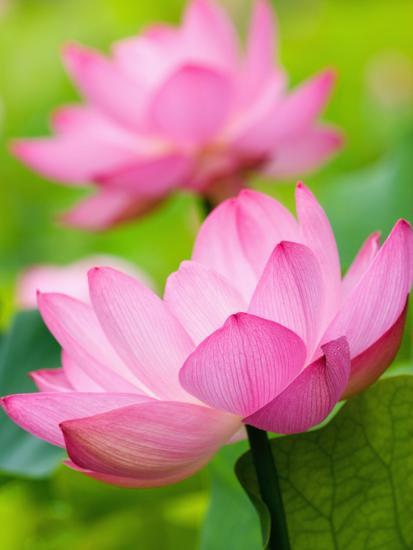 perry s water garden lotus blossom franklin north carolina usa