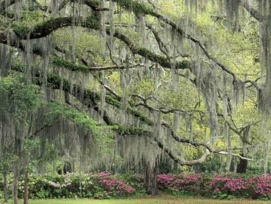 Live Oak Tree D With Spanish Moss Savannah Georgia Usa Live Oak Tree D With Spanish Moss Savannah Georgia