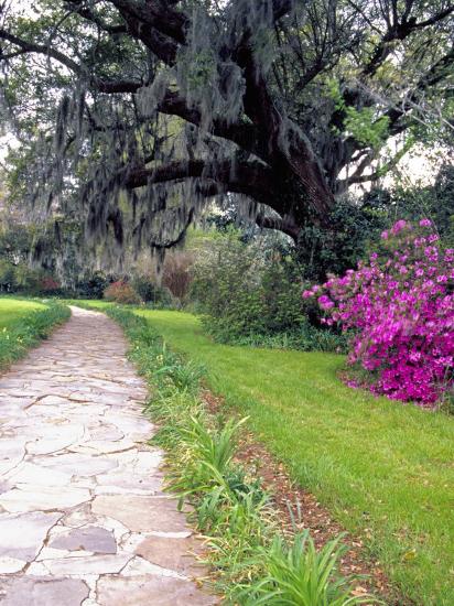 Pathway In Magnolia Plantation And Gardens Charleston South