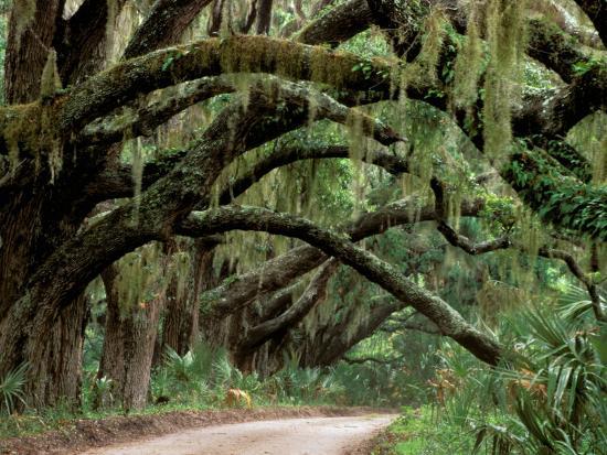 Oak Trees And Spanish Moss Berland Georgia Usa Photographic Oak Trees And Spanish Moss Berland Georgia