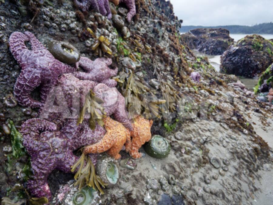 Low Tide At Point Of Arches Olympic National Park Washington Usa