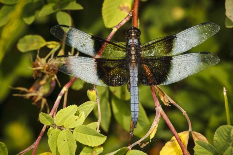Male Widow Skimmer Bird Freeway Ponds Park Albany Oregon Usa