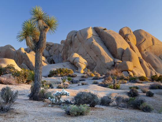 'Joshua Tree and Boulder Formation, Joshua Tree NP ...