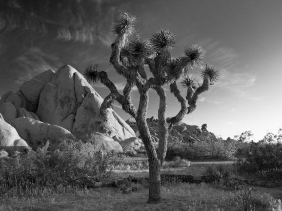 'California, Joshua Tree National Park, USA' Photographic ...