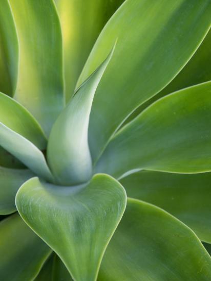 Green Succulent Plant at Botanical Gardens Photographic 