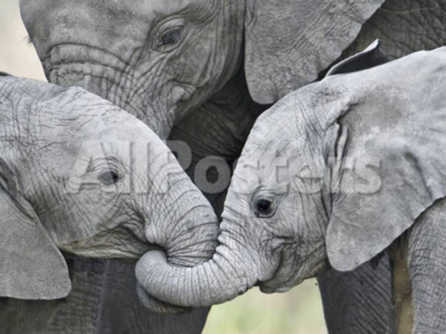 African Elephant Calves Loxodonta Africana Holding Trunks Tanzania