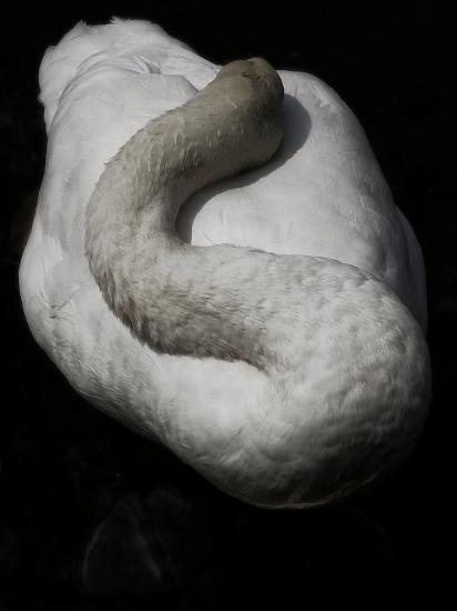 The Sleeping Swans >> A Sleeping Swan Photographic Print By Abdul Kadir Audah At The Sleeping Swans >> A Sleeping Swan Photographic Print By Abdul Kadir Audah At