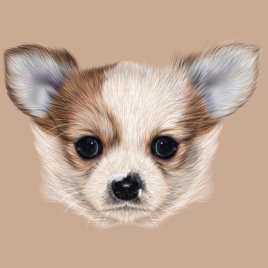 Illustrative Portrait Of Chihuahua Puppy Cute Long Hair Bi Colour