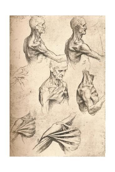 anatomical drawing c1472 c1519