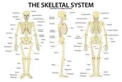 'The Skeletal System Anatomy and Physiology Science Chart' Prints
