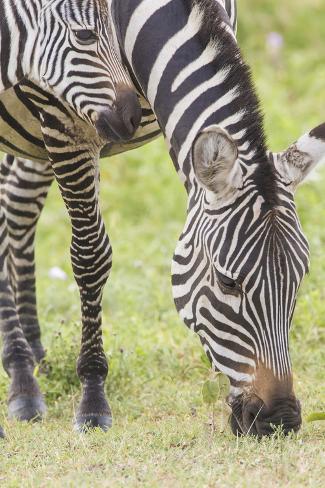 female zebra female zebra