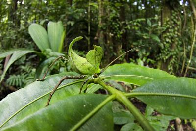 Katydid (Anaulacornera) Yasuni NP, Amazon Rainforest 