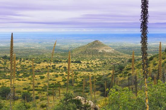 USA, Texas, Guadalupe Mountains National Park. Landscape 