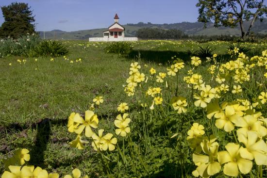 California San Simeon Yellow Wood Sorrel In Front Of A School House Photo Alison Jones Allposters Com