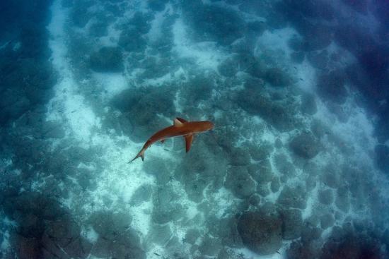 Galapagos Shark Galapagos Islands Ecuador Photo By Pete Oxford