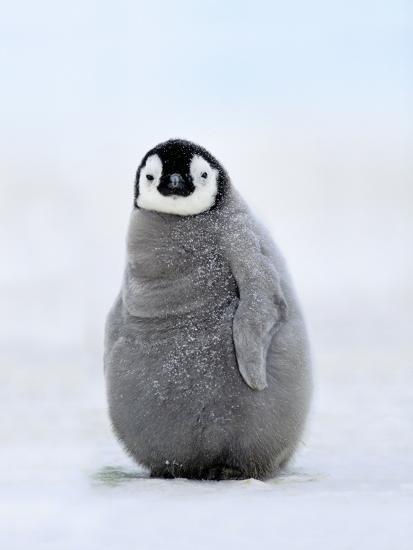 Emperor Penguin Chick Aptenodytes Forsteri Antarctica 