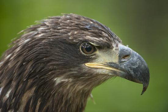 A Golden Eagle Aquila Chrysaetos At The Lincoln Childrens Zoo