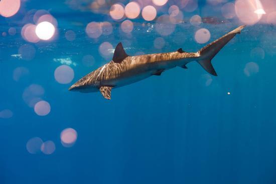 A Galapagos Shark Cruising Near The Surface Photographic Print