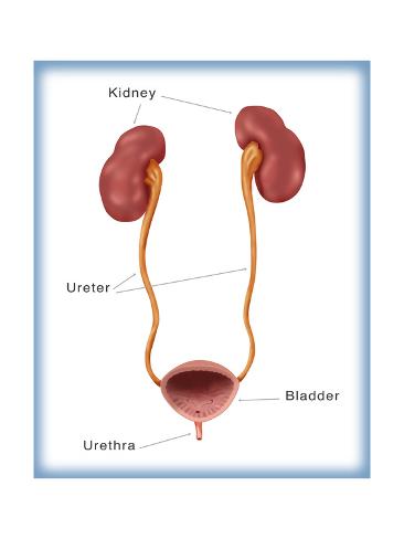 Kidneys  Ureter  U0026 Urinary Bladder  Illustration Prints By