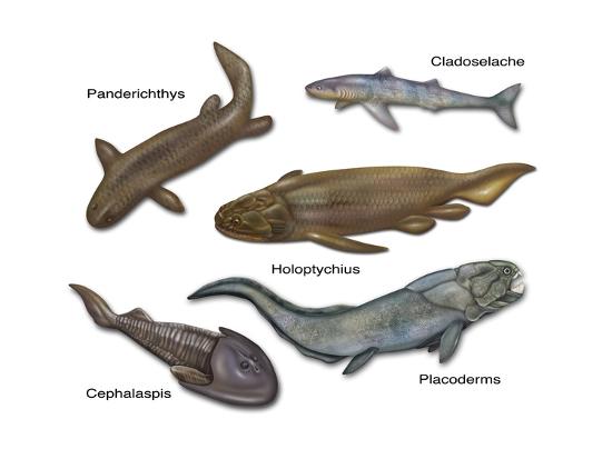 Prehistoric Fishes, Illustration Posters by Gwen Shockey at AllPosters.com