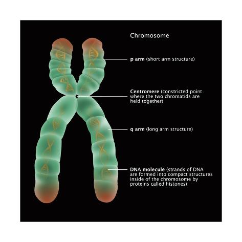 'Chromosome Structure; Illustration' Poster - Gwen Shockey | AllPosters.com