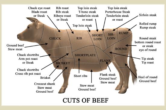 28 Beef Primal Cuts Worksheet - Worksheet Resource Plans