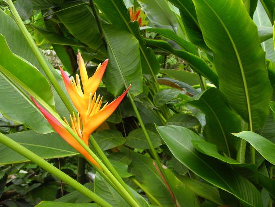 False Birdofparadise (Heliconia Sp.) Photographic Print