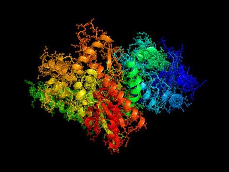 klenow fragment mutagenesis klenow fragment mutagenesis