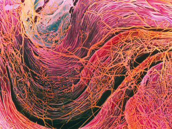 Coloured Sem Of Collagen Connective Tissue Fibres Photographic