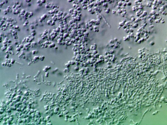 'Bacterial Biofilm, Light Micrograph' Photographic Print - Science