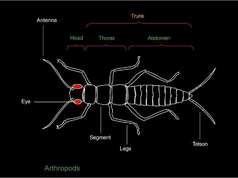 U0026 39 Arthropod Anatomy Diagram U0026 39 Photographic Print