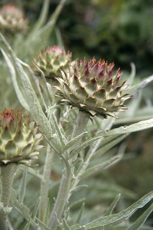 Download Artichoke (Cynara Scolymus) Flowers Photographic Print by Veronique Leplat at AllPosters.com