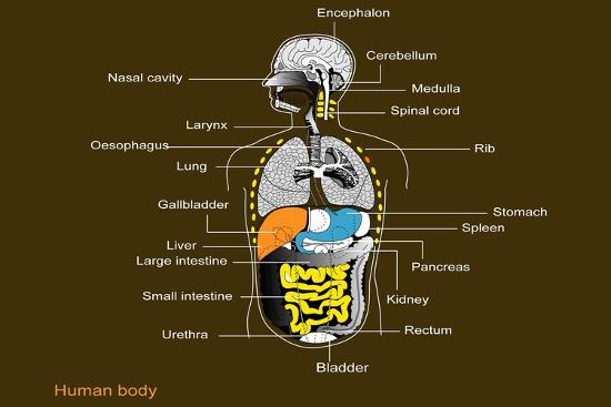 Human Internal Organs, Diagram Photographic Print by Francis Leroy at