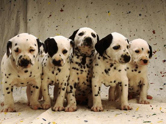 'Dalmatian Puppies' Photographic Print Dennis Degnan