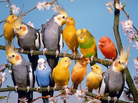 budgies and cockatiels