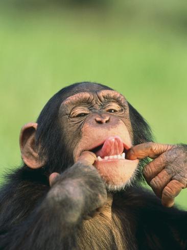 chimpanzee hand print chimpanzee hand print
